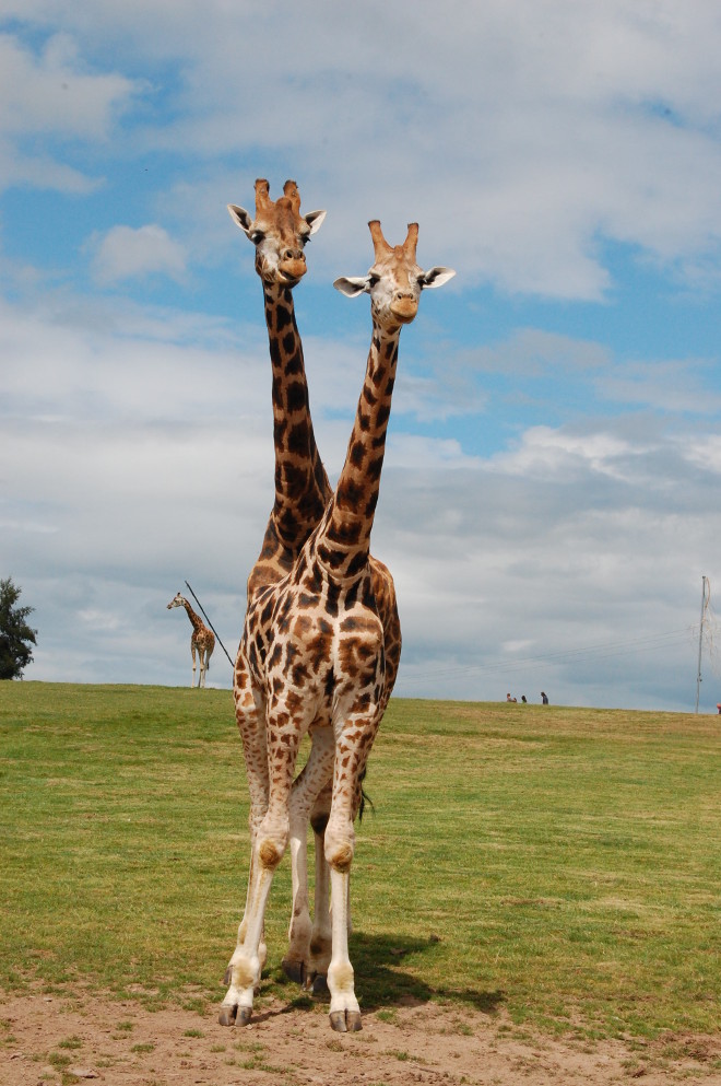 Kirahvi(t?) Fota Wildlife Parkissa